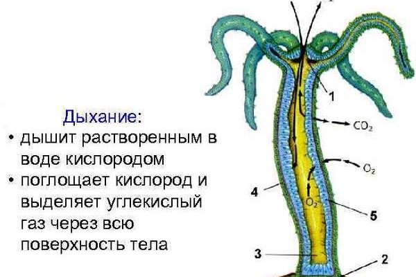 Сайт kraken зеркала